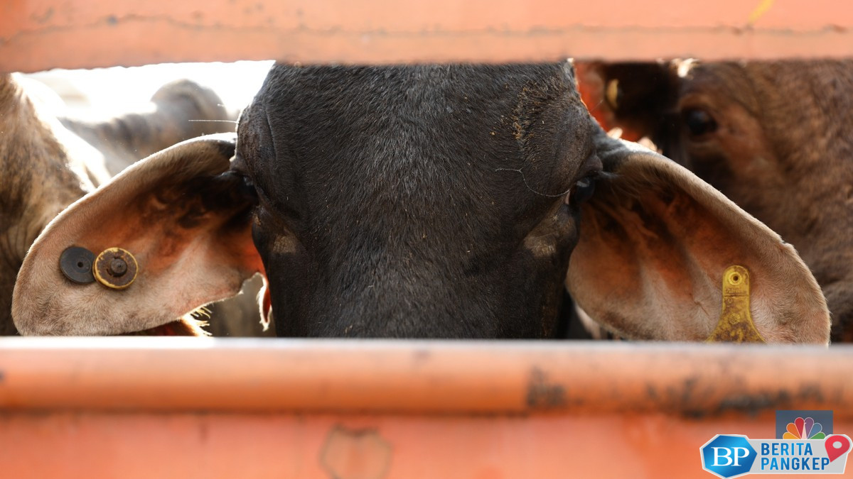 sapi-impor-australia-tak-bisa-disembelih-buat-qurban-apa-benar