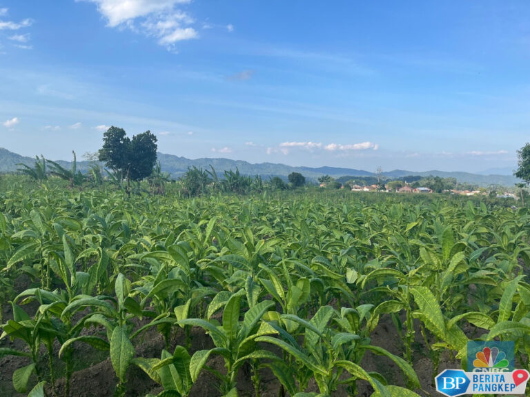 tak-menyerah-harga-tembakau-anjlok-parah-petani-pilih-tanam-cabai