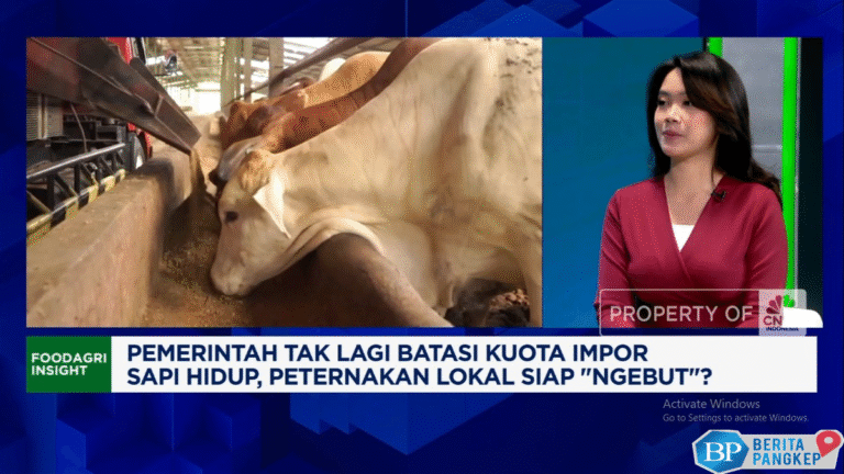 video-zulhas-bebaskan-impor-sapi-hidupapa-efeknya-ke-peternak-lokal