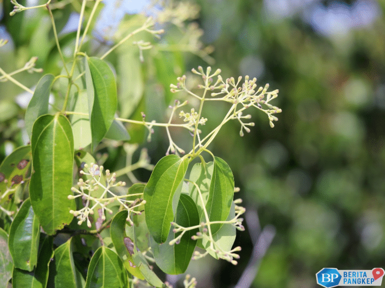 warga-arab-kompak-pergi-ke-ri-cari-tanaman-yang-disebut-di-al-quran