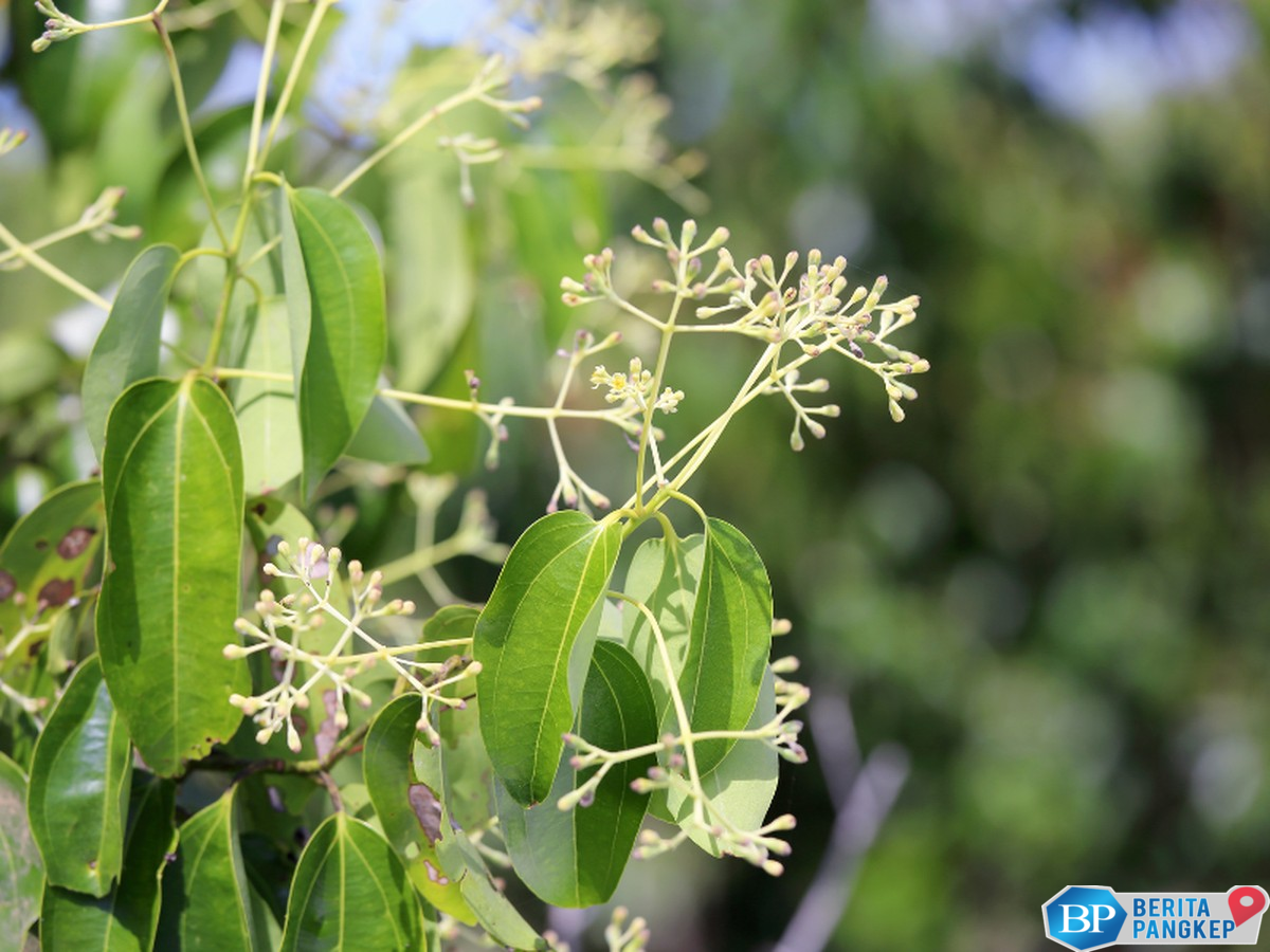 warga-arab-kompak-pergi-ke-ri-cari-tanaman-yang-disebut-di-al-quran