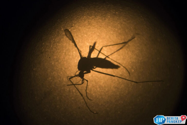 waspada-virus-ini-mulai-terdeteksi-di-tempat-liburan-populer
