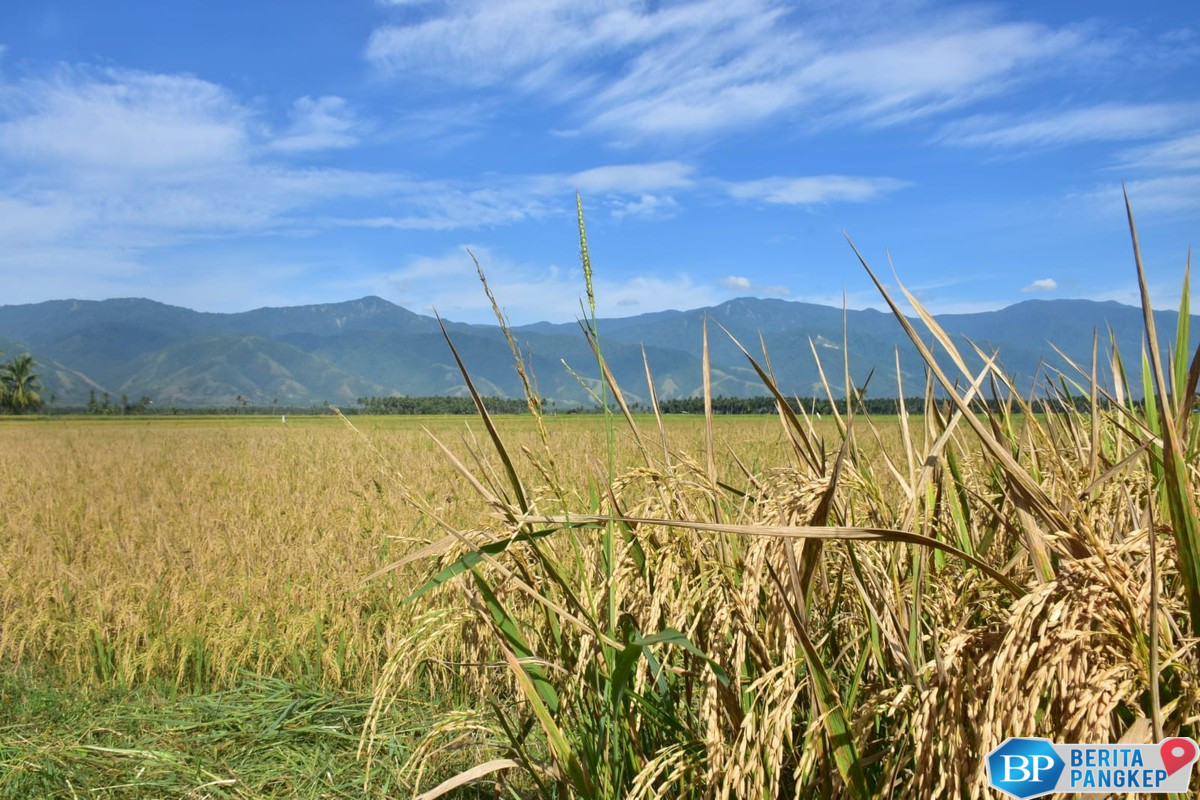 aturan-disederhanakan-sektor-pertanian-berhasil-tumbuh-positif