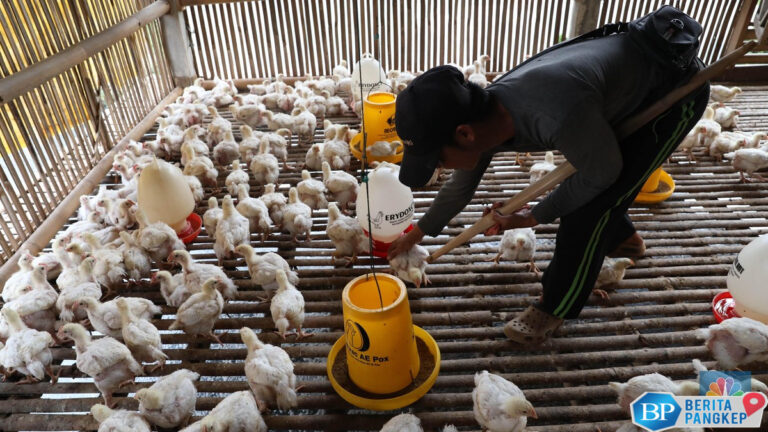 bungkil-kedelai-as-bakal-serbu-ri-peternak-ayam-bilang-begini