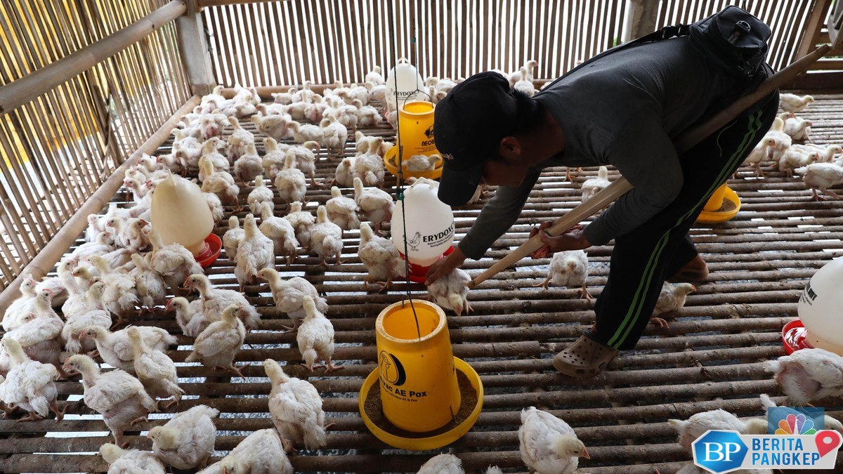 bungkil-kedelai-as-bakal-serbu-ri-peternak-ayam-bilang-begini