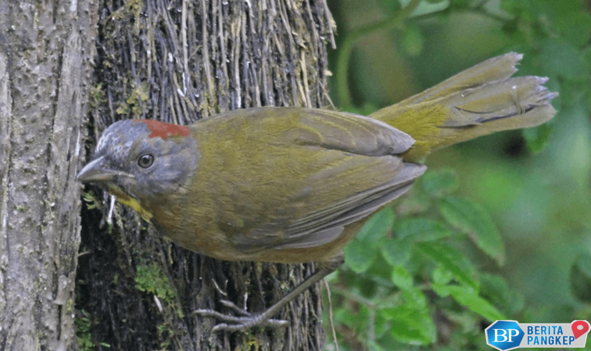 heboh-burung-beracun-berkeliaran-di-wilayah-ri-begini-dampaknya