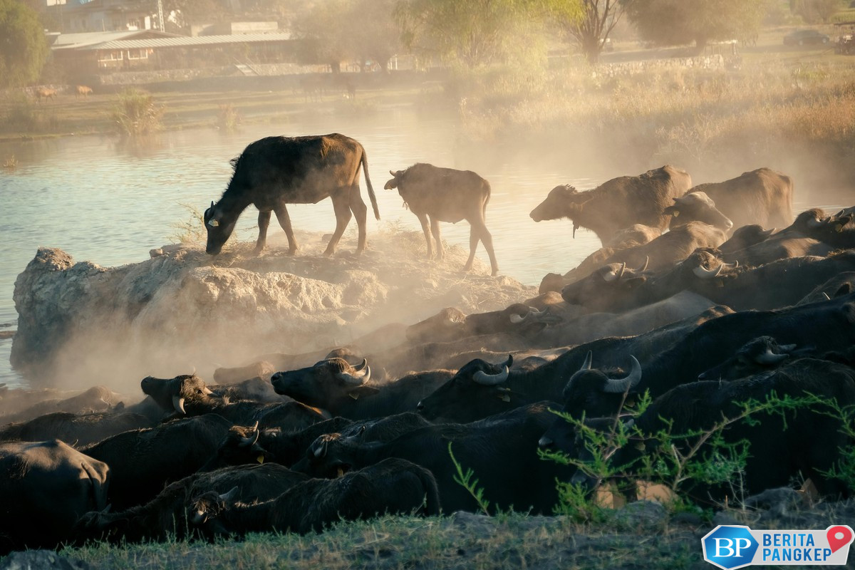 insting-hewan-meramal-bencana-sudah-sejak-zaman-purba-1