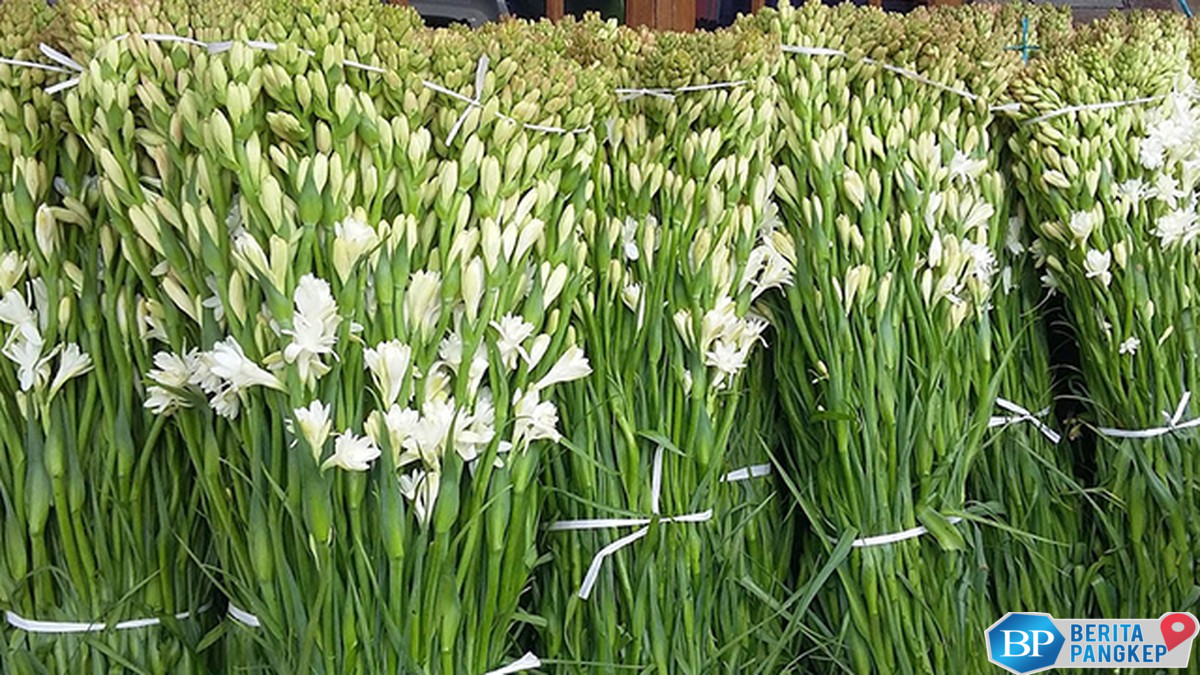 magis-bunga-sedap-malam-kesayangan-nyi-roro-kidul-hingga-diburu-dunia