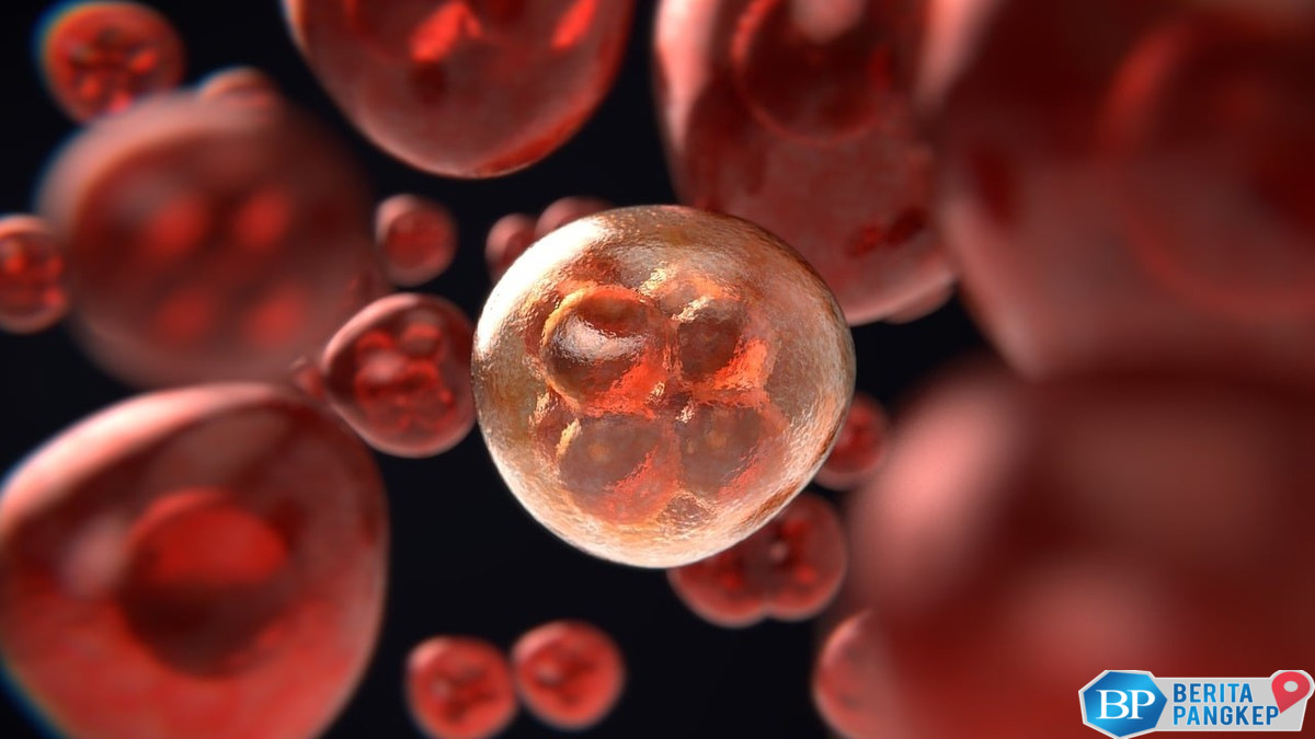 mengenal-stem-cell-terobosan-baru-pengobatan-penyakit-berat