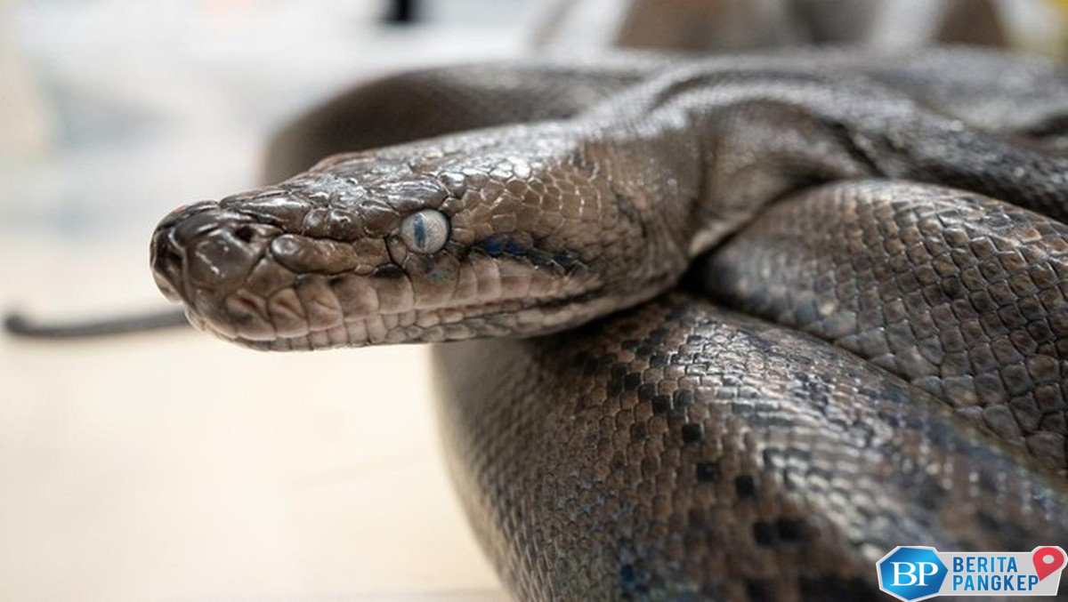 musim-hujan-dan-cuaca-dingin-awas-ular-mengintai