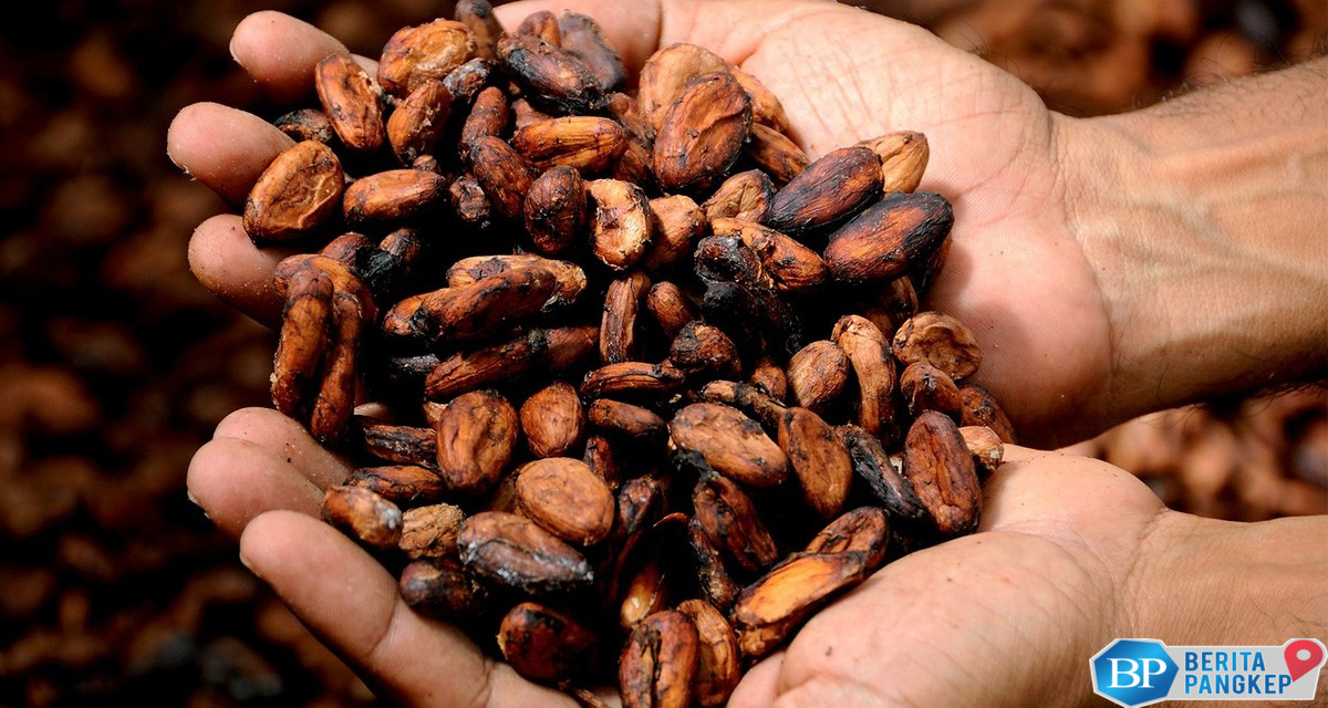 siap-siap-kakao-bakal-kena-pungutan-ekspor