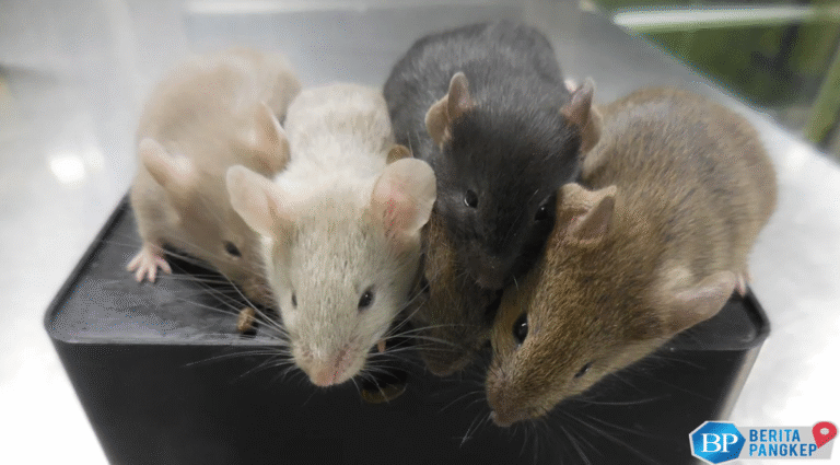 tikus-dua-bapak-lahir-ahli-beberkan-dampaknya-ke-orang-tua-manusia