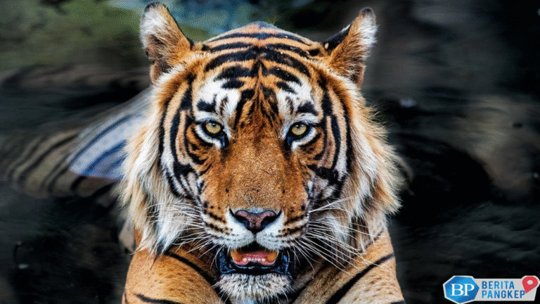 10-negara-dengan-jumlah-harimau-terbanyak-di-dunia-ada-ri