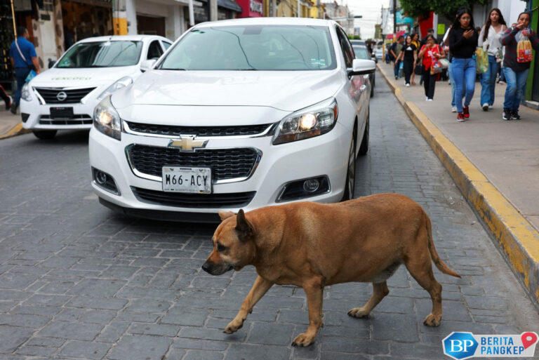 anjing-liar-di-trotoar-ini-terkenal-dapat-bintang-5-di-google-maps-1