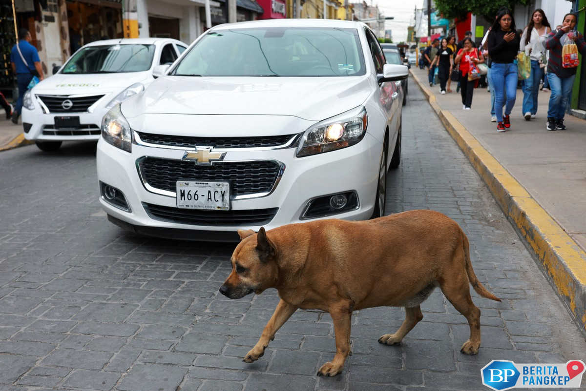 anjing-liar-di-trotoar-ini-terkenal-dapat-bintang-5-di-google-maps