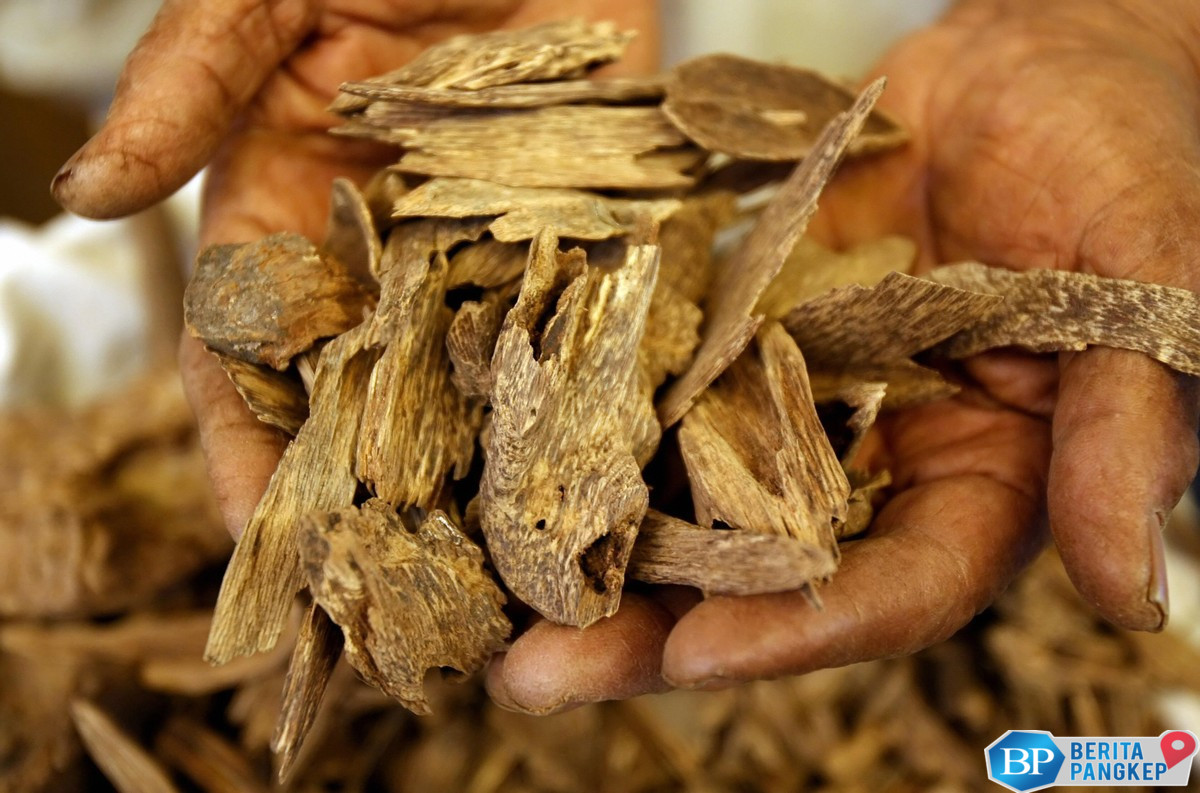 diamond-in-the-forest-gaharu-indonesia-tengah-menderita