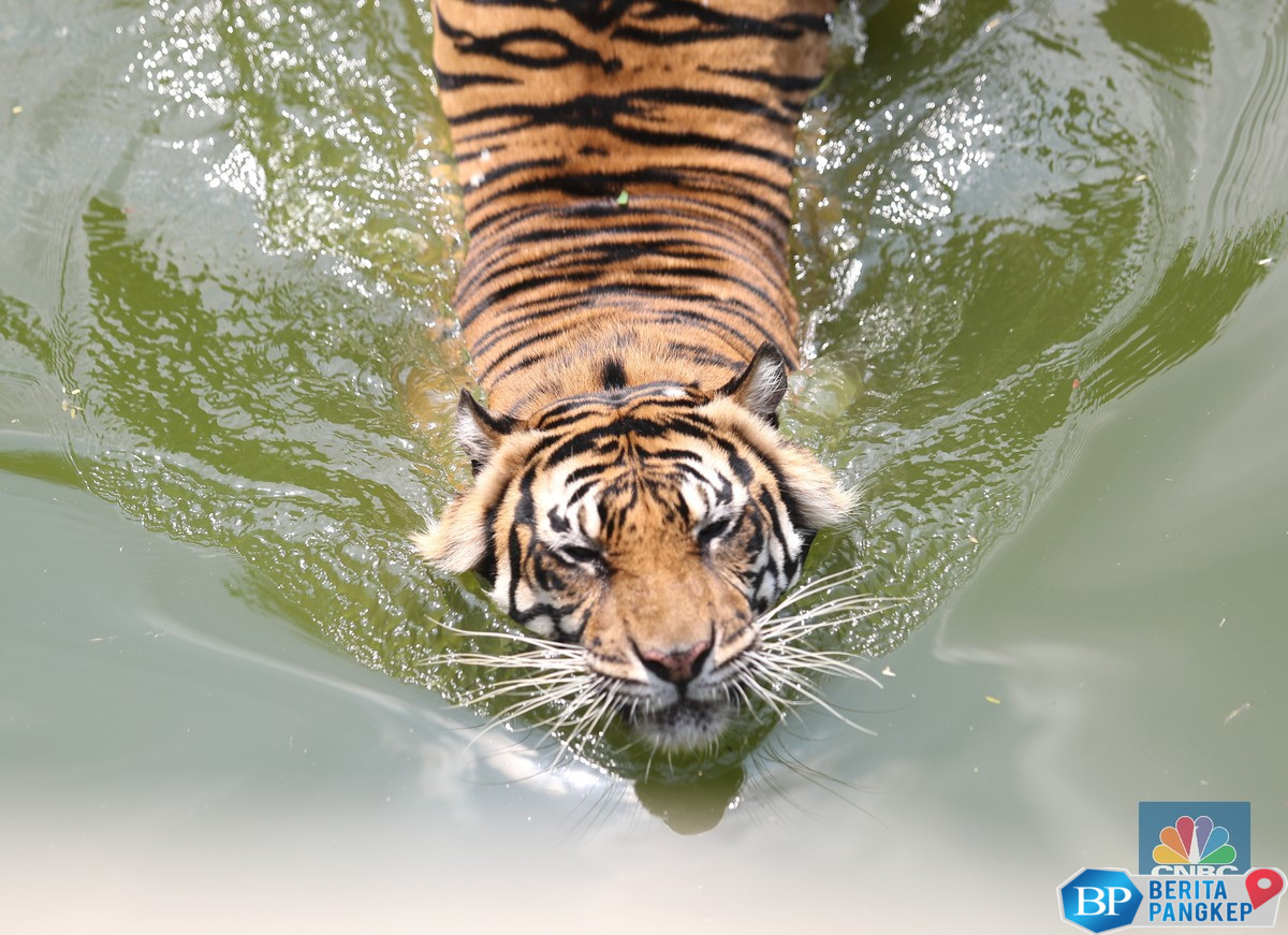 harimau-dunia-cuma-ada-di-10-negara-ini-ri-masuk-daftar-elit-1