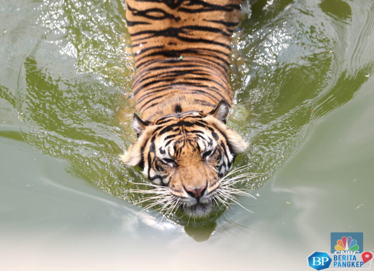 harimau-dunia-cuma-ada-di-10-negara-ini-ri-masuk-daftar-elit