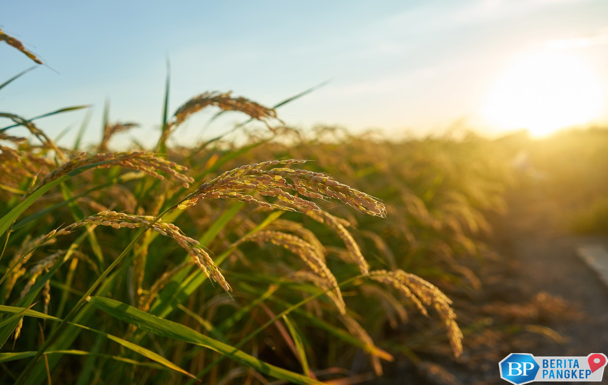 heboh-sawah-disulap-jadi-resor-golf-trump-petani-cuma-dapat-rp52-juta