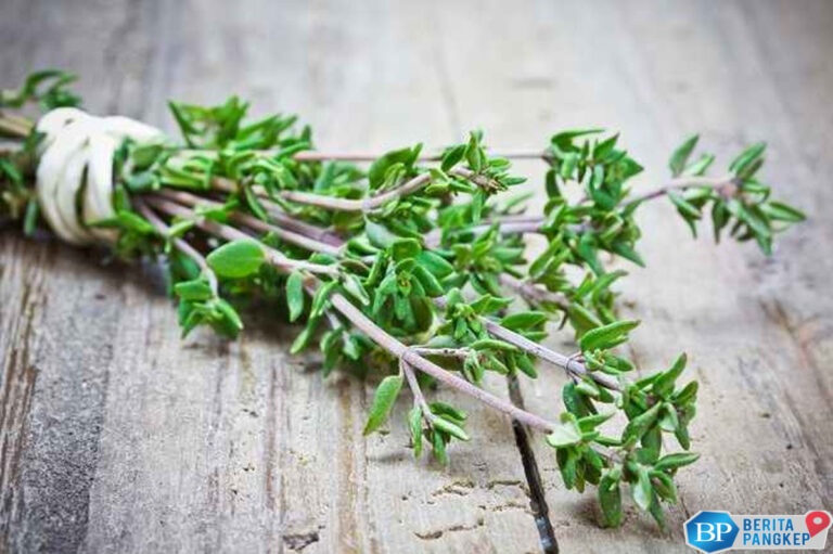 indonesia-punya-daun-istimewa-yang-diborong-jepang-hingga-belanda