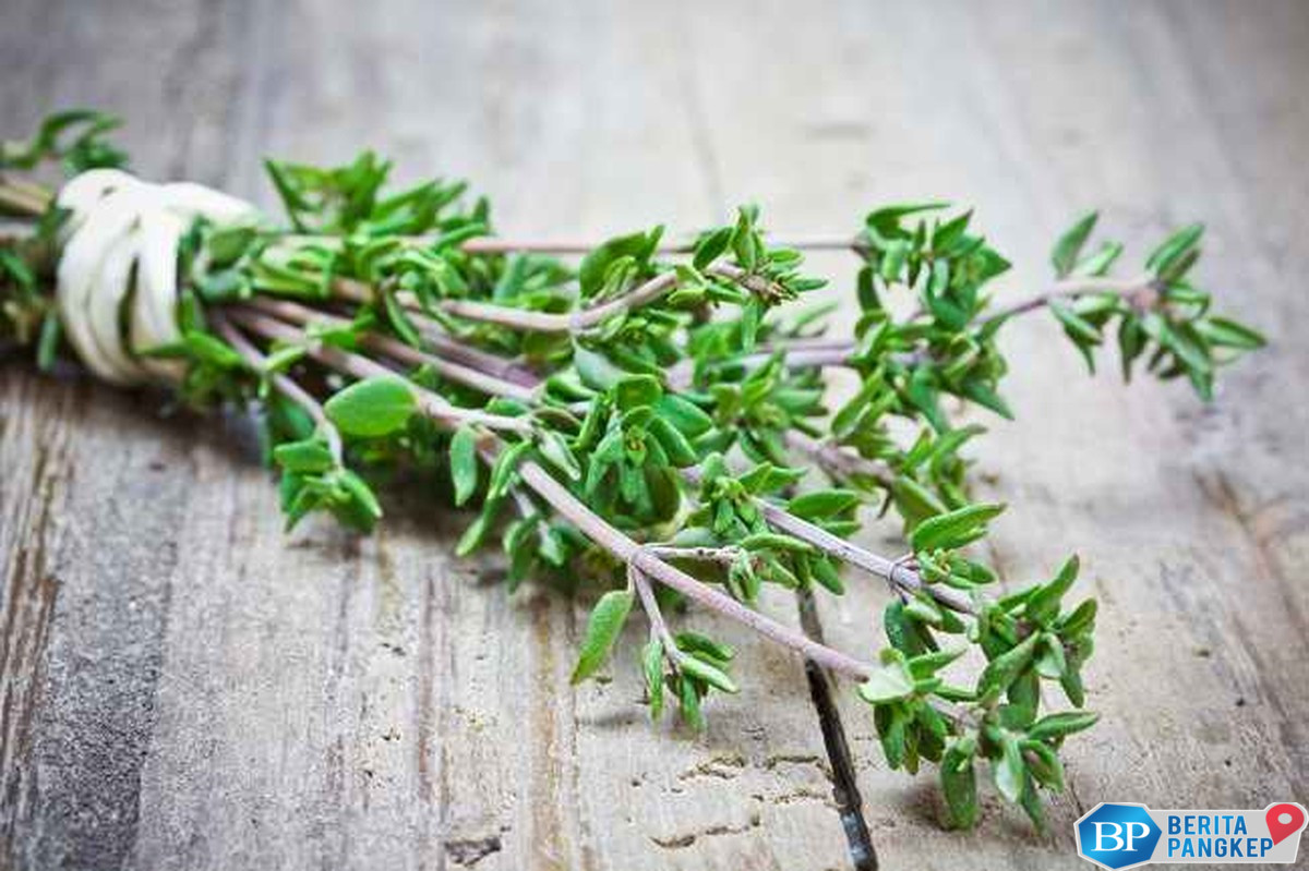 indonesia-punya-daun-istimewa-yang-diborong-jepang-hingga-belanda