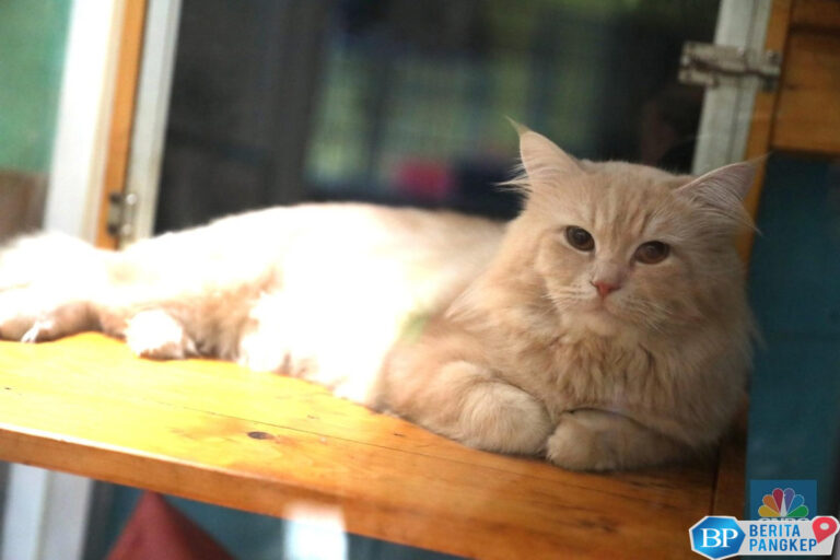 jarang-yang-tahu-ada-7-manfaat-kesehatan-pelihara-kucing-di-rumah