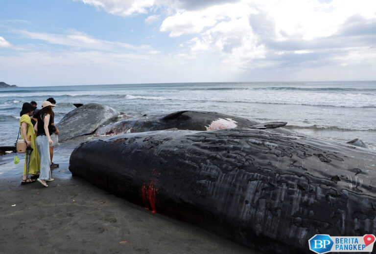 potret-bangkai-4-paus-terdampar-di-pantai-jepang-pasca-gempa-m-88