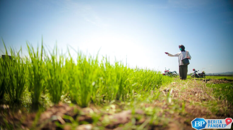 proyeksi-bps-produksi-gabah-dan-beras-kompak-naik-di-juni-2025