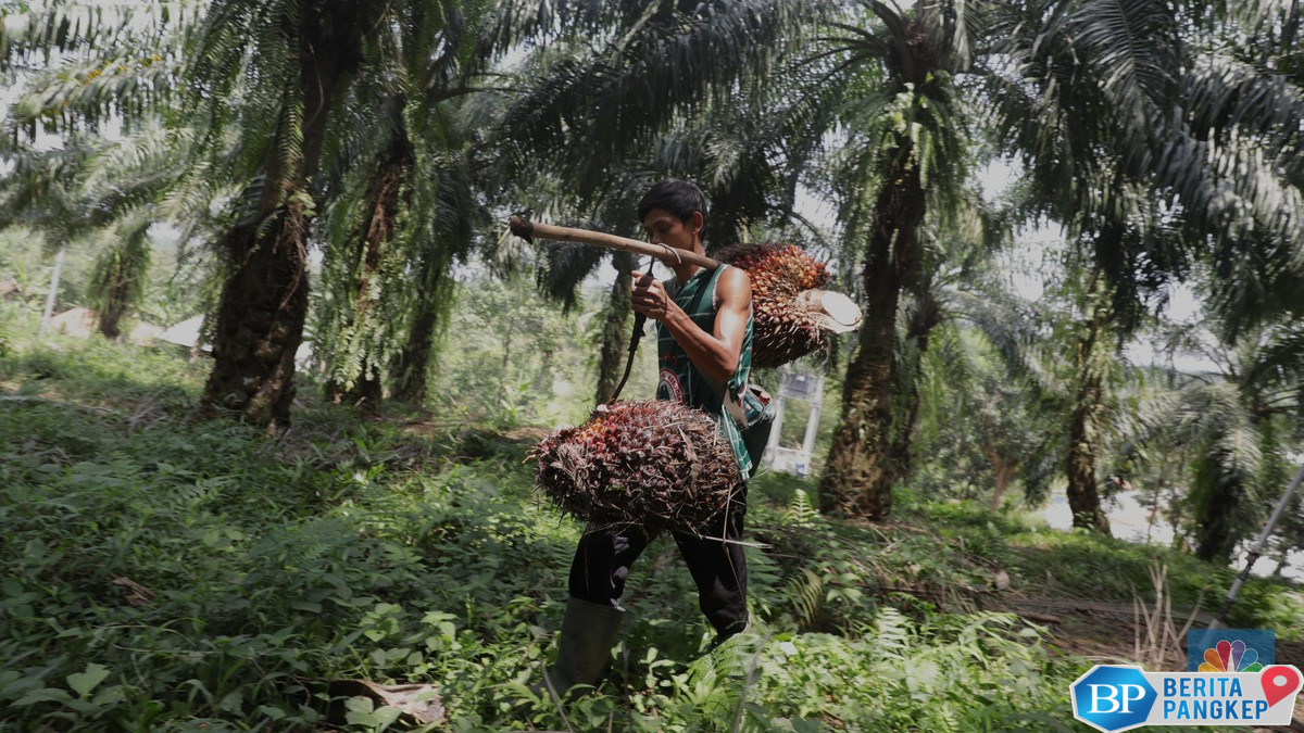 tanah-terlantar-2-tahun-bakal-diambil-negara-petani-sawit-buka-suara-3